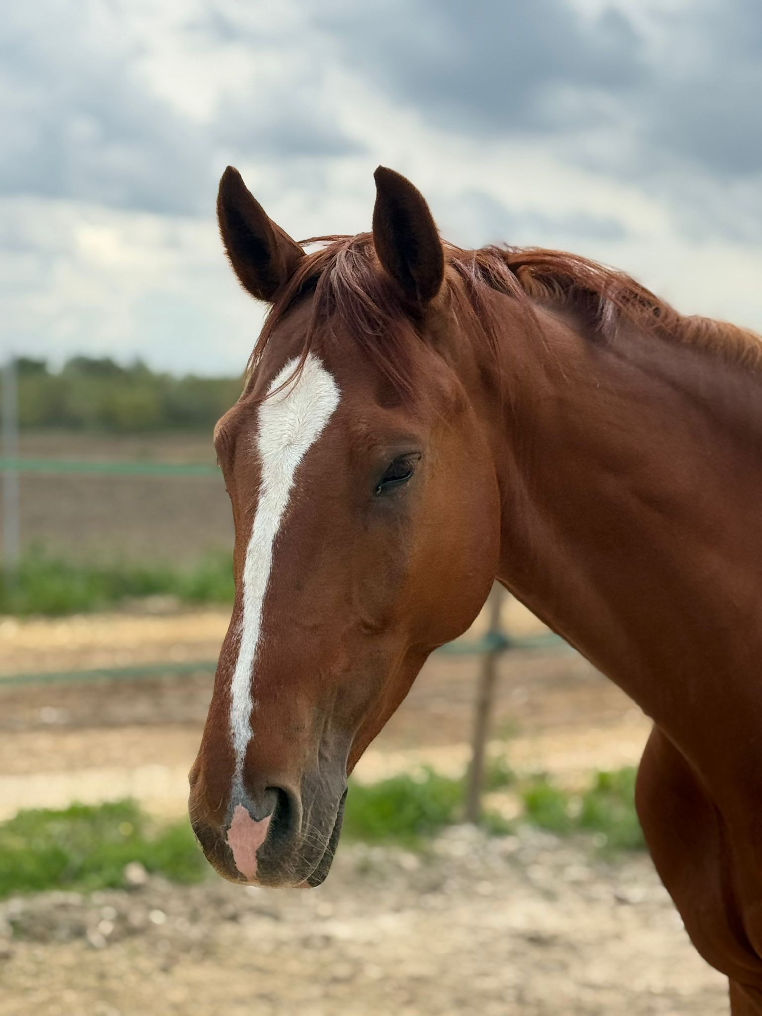 horse